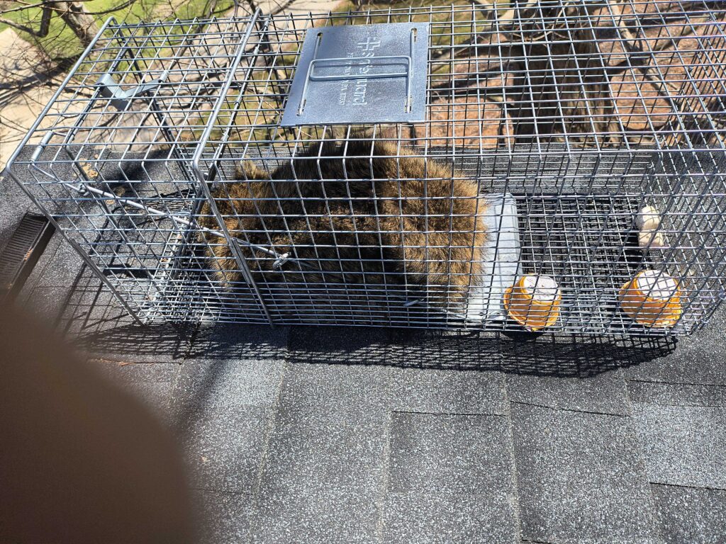 Wildlife Control Adrian