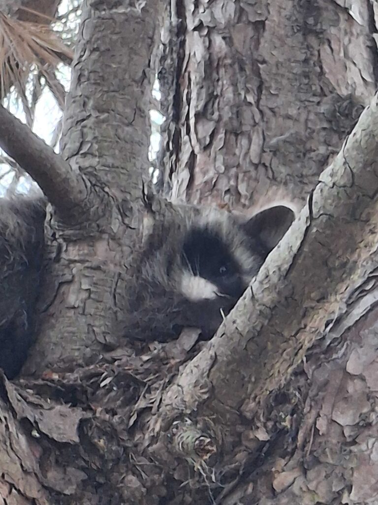 Wildlife Control Adrian