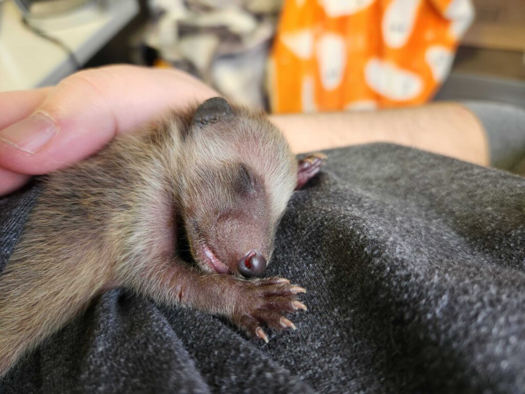 Wildlife Control Adrian