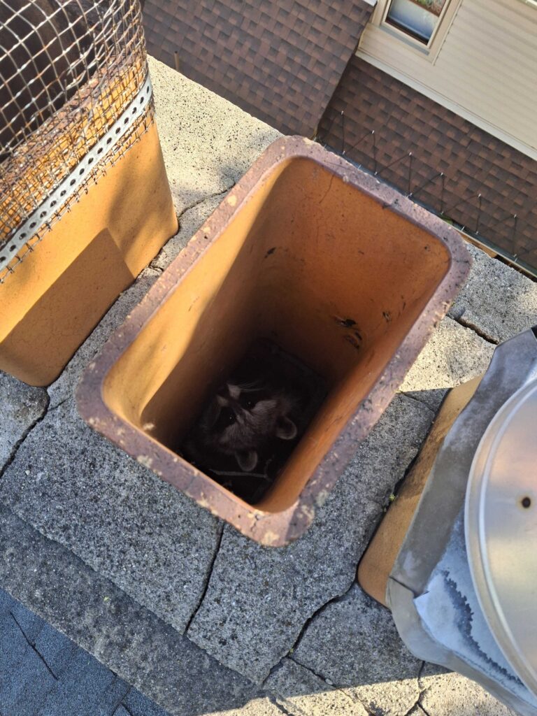 Wildlife Control Adrian