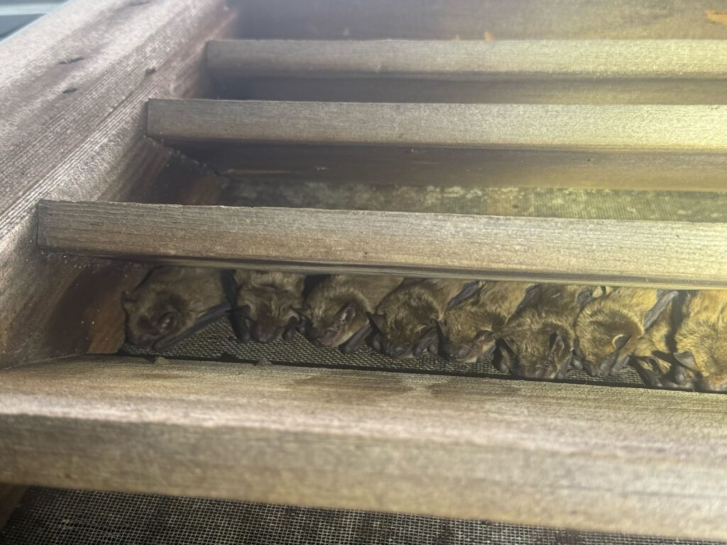 Wildlife Control Adrian